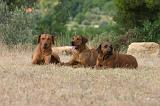RODESIAN RIDGEBACK 249